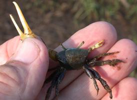 Atlantic Mud Fiddler Crab